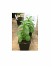 stevia 100-130